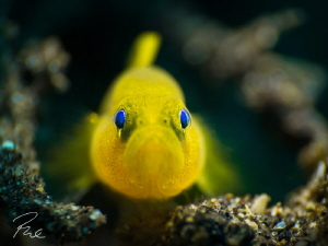 Mr.Grump by Philippe Eggert 